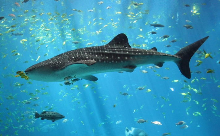 Whale Shark Guanacaste Costa Rica: Read This Guide Before You Go