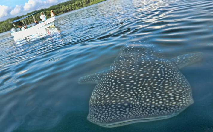 Whale Shark Guanacaste Costa Rica: Read This Guide Before You Go