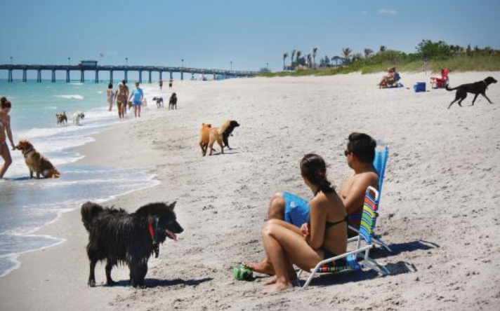 17 Off-Leash Dog-Friendly Beaches in Florida Gulf Coast
